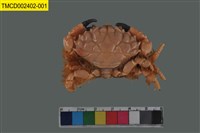 藏品(圓珠滑面蟹)的圖片